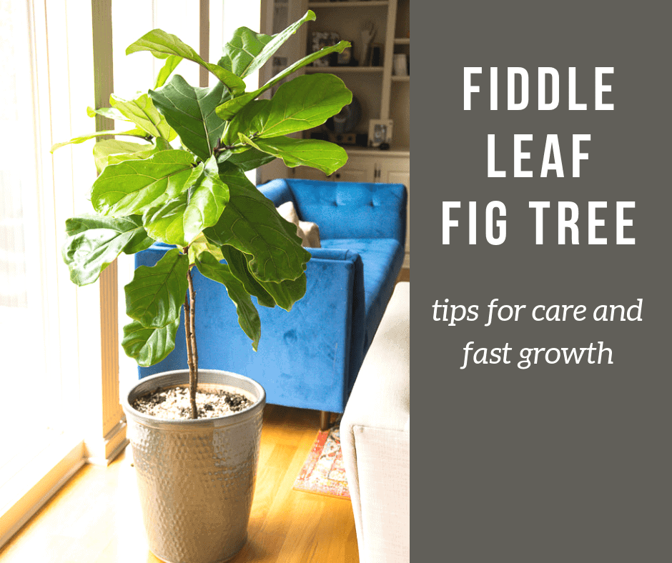 How to care for a Fiddle Leaf Fig Tree | Handmade in the Heartland